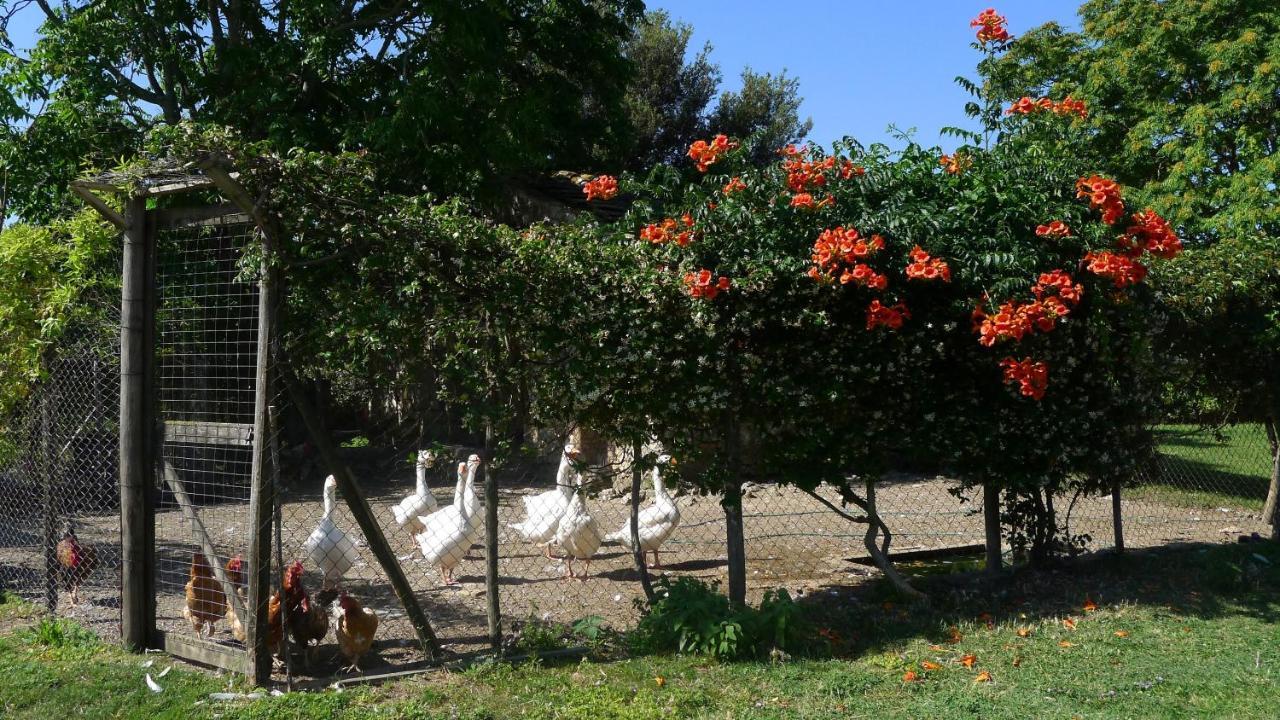 Agriturismo Podere Luchiano 아멜리아 외부 사진