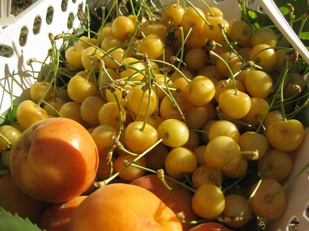 Agriturismo Podere Luchiano 아멜리아 외부 사진